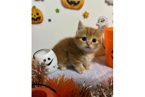 成約済の大阪府のマンチカン(短足)-68380の5枚目